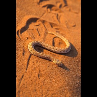 Desert Python