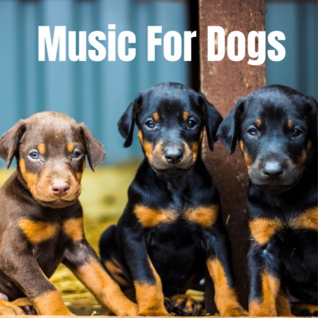 Dogs Dreams ft. Calm Pets Music Academy, Music For Dogs & Music For Dogs Peace | Boomplay Music