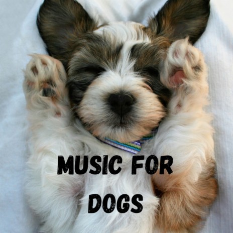 Piano Music for Dogs ft. Music For Dogs Peace, Calm Pets Music Academy & Relaxing Puppy Music | Boomplay Music