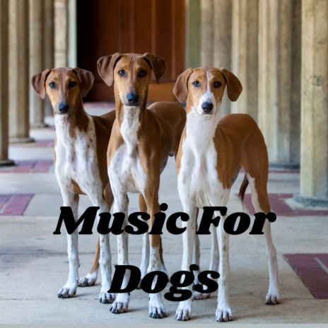 Background Pet Music ft. Music For Dogs, Calm Pets Music Academy & Relaxing Puppy Music | Boomplay Music