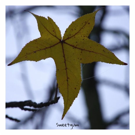 Sweetgum