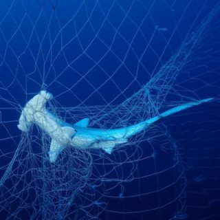 Ocean swimming... with shark nets