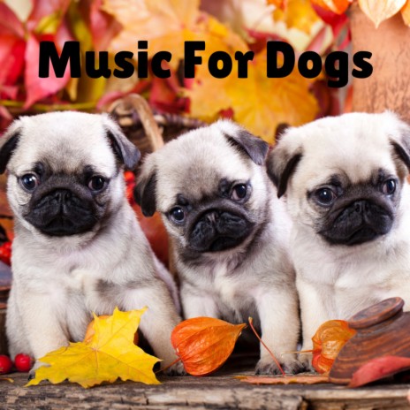 Stop the Barking ft. Music For Dogs, Calm Pets Music Academy & Relaxing Puppy Music | Boomplay Music