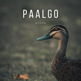 Paalgo