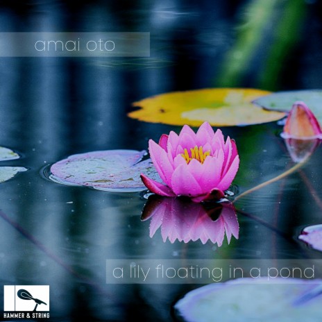 a lily floating in a pond | Boomplay Music