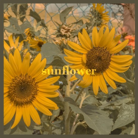 sunflower | Boomplay Music