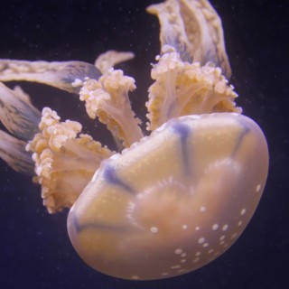 Ocean swimming... and the box jellyfish antidote