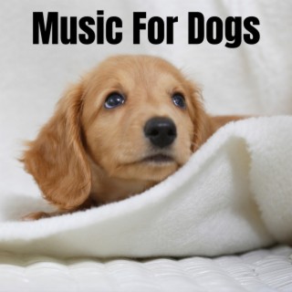 Music For Dogs