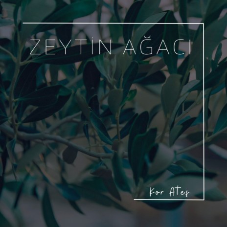 Zeytin Ağacı | Boomplay Music