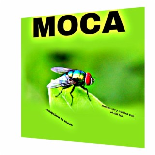 Moca