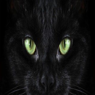 Black Cat