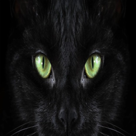 Black Cat | Boomplay Music