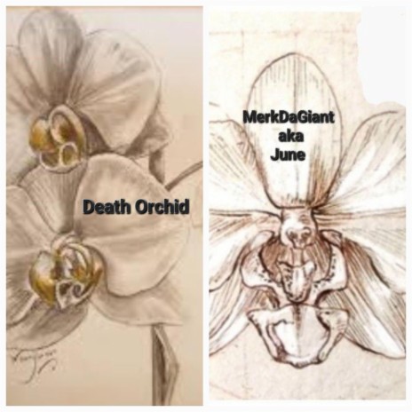 Death Orchid | Boomplay Music