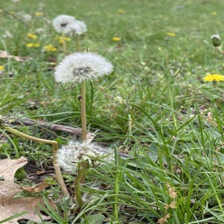 dandelions