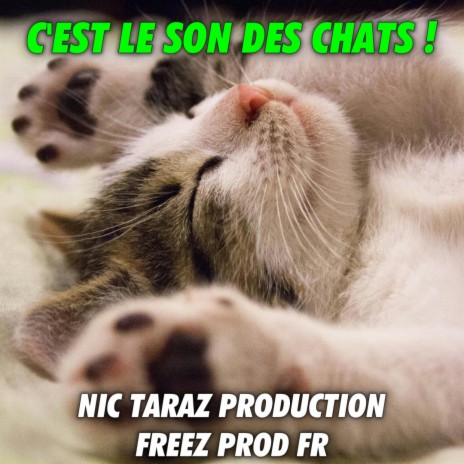 C'est le son des chats ! Fait écouter à ton chat ! | Boomplay Music