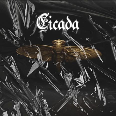 Cicada | Boomplay Music