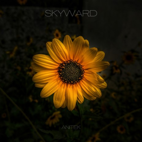 Skyward | Boomplay Music