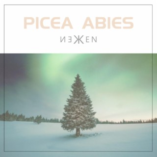 Picea Abies