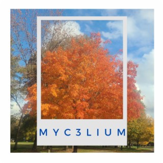 Mycelium