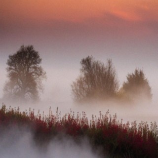 Mists