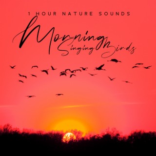 1 Hour Nature Sounds: Morning Singing Birds (Sunrise Meditation)