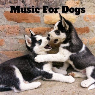 Music For Dogs