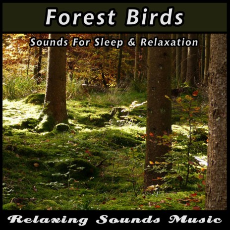 Forest Birds Sounds for Sleep and Relaxation | Boomplay Music