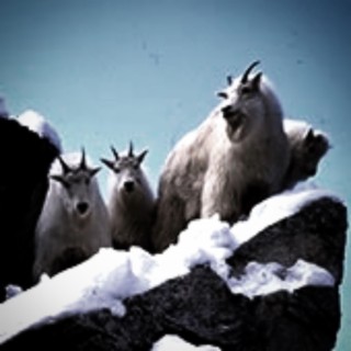 4 Headed Goat