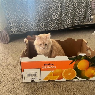 Orange cat vibes