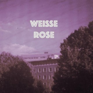 Weisse Rose