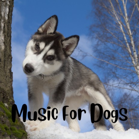 Calm Soul ft. Music For Dogs, Relaxing Puppy Music & Calm Pets Music Academy | Boomplay Music