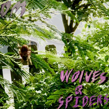 Spiders | Boomplay Music