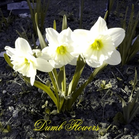 Dumb Flowers | Boomplay Music