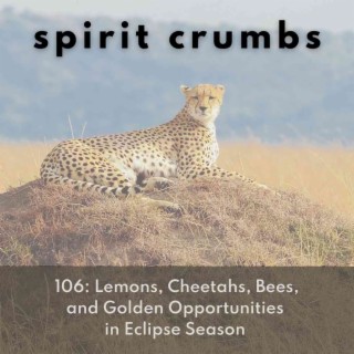 106: Lemons, Cheetahs, Bees, and Golden Opportunities in Eclipse Season