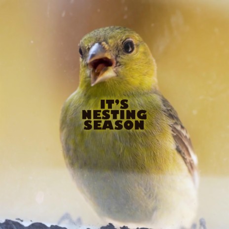 it's nesting season | Boomplay Music