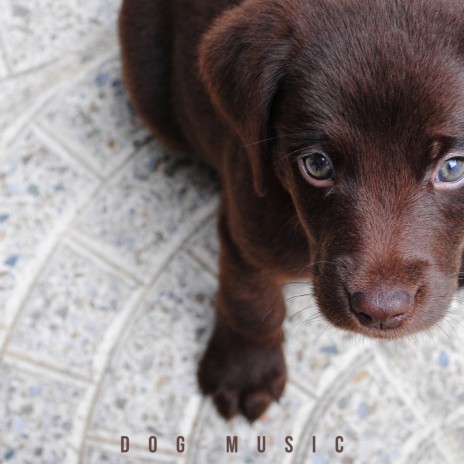 Puppy Songs | Boomplay Music
