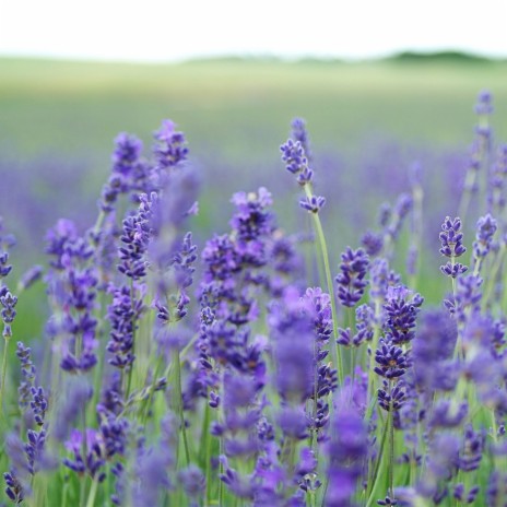 Lavender Fields | Boomplay Music