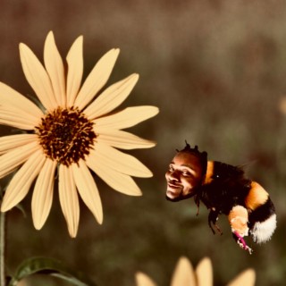 Flight of the Bumblebee