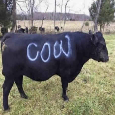 cow by you're