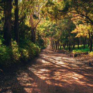 Along the Forest Trail