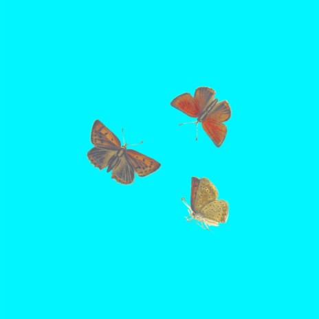 butterflies | Boomplay Music