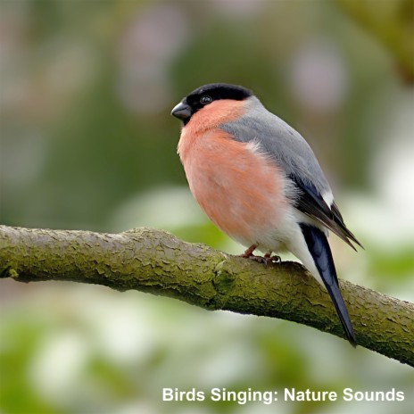 Bird Song in the Country | Boomplay Music