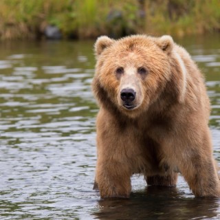 bear sits next to guy