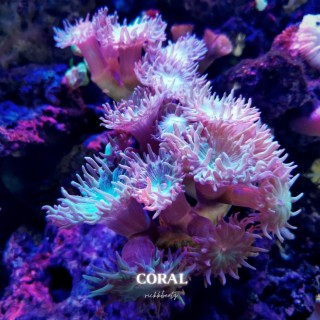 Coral