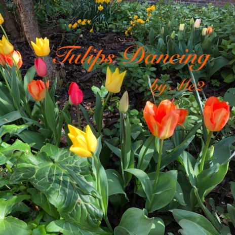 Tulips Dancing | Boomplay Music