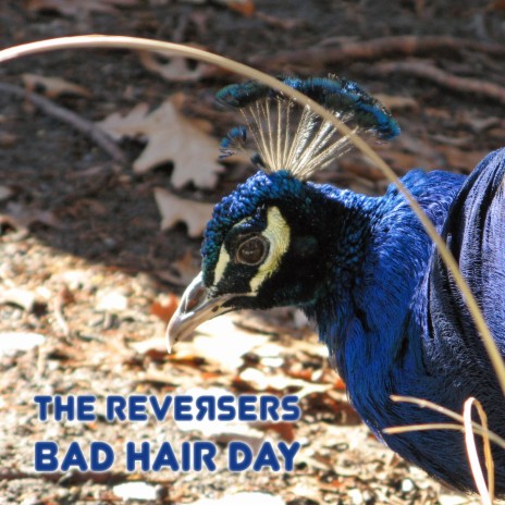 Bad Hair Day