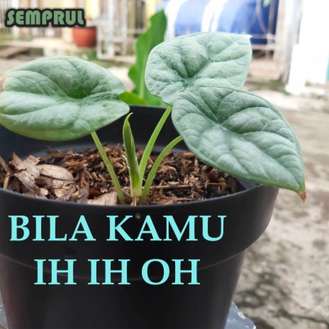 BILA KAMU IH IH OH | Boomplay Music