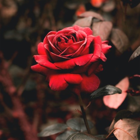 rose petals | Boomplay Music
