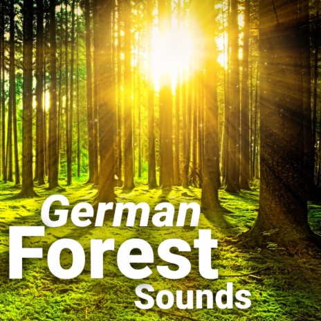 Forest Sounds | Boomplay Music