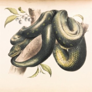 Snake (Instrumental)